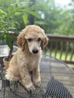 processed/17224332-dc98-4055-8322-1821f8c2c73b/listing/65d876da-3198-4d2c-bfbd-262fb0b1ec73/8cc7de61-f807-4629-af77-c2d5cc6d83d5