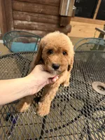 Red abstract female , a female Poodle - Miniature  for sale in Guntersville, AL – 1 of 4