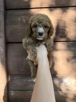Cash, a male Poodle - Miniature  for sale in Guntersville, AL – 3 of 3