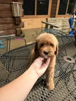 Red abstract female , a female Poodle - Miniature  for sale in Guntersville, AL – 4 of 4