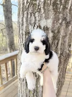 Brim, a male Poodle - Miniature  for sale in Guntersville, AL – Photo 3 of 3