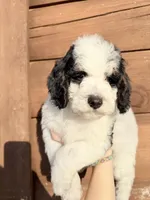 Brim, a male Poodle - Miniature  for sale in Guntersville, AL – Photo 1 of 3