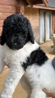 Venti, a male Poodle - Standard  for sale in Guntersville, AL – 2 of 6