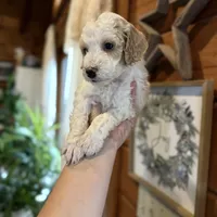 Mini poodle, a female Poodle - Miniature  for sale in Guntersville, AL – 2 of 4