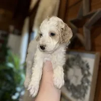 Mini poodle, a female Poodle - Miniature  for sale in Guntersville, AL – 4 of 4