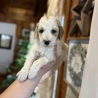 Mini poodle, a female Poodle - Miniature  for sale in Guntersville, AL – 1 of 4