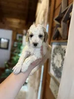 Mini poodle, a female Poodle - Miniature  for sale in Guntersville, AL – Photo 1 of 4