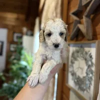 Mini poodle, a female Poodle - Miniature  for sale in Guntersville, AL – 3 of 4