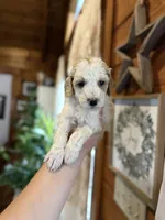 Mini poodle, a female Poodle - Miniature  for sale in Guntersville, AL – Photo 3 of 4