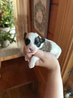 Maltipoo boy, a male Maltipoo for sale in Guntersville, AL – Photo 4 of 4