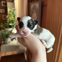 Maltipoo boy, a male Maltipoo for sale in Guntersville, AL – 3 of 4