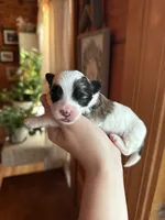 Maltipoo boy, a male Maltipoo for sale in Guntersville, AL – Photo 3 of 4