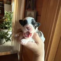 Maltipoo boy, a male Maltipoo for sale in Guntersville, AL – 2 of 4