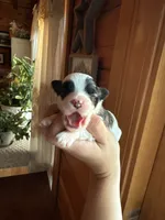 Maltipoo boy, a male Maltipoo for sale in Guntersville, AL – Photo 2 of 4