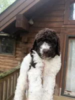Mochi, a male Poodle - Standard  for sale in Guntersville, AL – 3 of 5