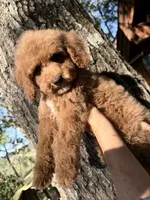Rowdy , a male Poodle - Miniature  for sale in Guntersville, AL – 6 of 6