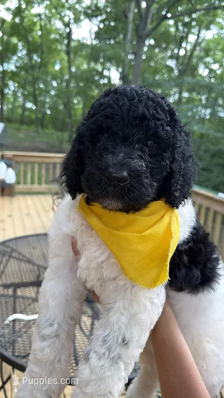 Venti – Poodle - Standard  puppy for sale in Guntersville, AL