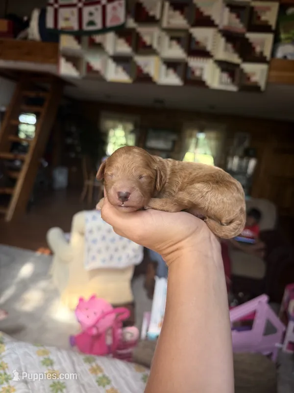 Charlie – Poodle - Miniature  puppy for sale in Guntersville, AL