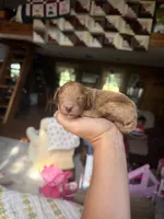 Charlie, a male Poodle - Miniature  for sale in Guntersville, AL – 1 of 3