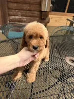 Red abstract female , a female Poodle - Miniature  for sale in Guntersville, AL – 2 of 4