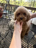 Rowdy , a male Poodle - Miniature  for sale in Guntersville, AL – 3 of 6