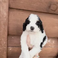 Brim, a male Poodle - Miniature  for sale in Guntersville, AL – 3 of 5