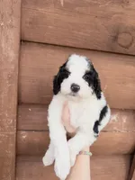 Brim, a male Poodle - Miniature  for sale in Guntersville, AL – Photo 3 of 5