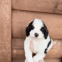 Brim, a male Poodle - Miniature  for sale in Guntersville, AL – 1 of 5