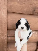 Brim, a male Poodle - Miniature  for sale in Guntersville, AL – Photo 1 of 5