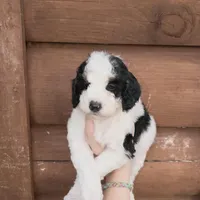 Brim, a male Poodle - Miniature  for sale in Guntersville, AL – 4 of 5
