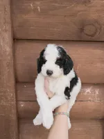 Brim, a male Poodle - Miniature  for sale in Guntersville, AL – Photo 4 of 5