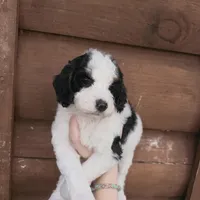 Brim, a male Poodle - Miniature  for sale in Guntersville, AL – 5 of 5