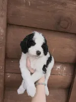 Brim, a male Poodle - Miniature  for sale in Guntersville, AL – Photo 5 of 5