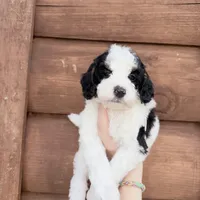 Brim, a male Poodle - Miniature  for sale in Guntersville, AL – 2 of 5