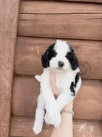 Brim, a male Poodle - Miniature  for sale in Guntersville, AL – Photo 2 of 5