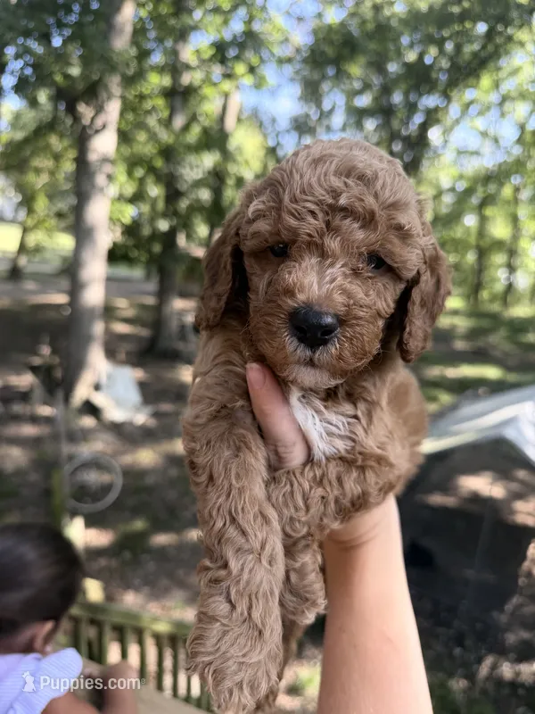 Red male  – Poodle - Miniature  puppy for sale in Guntersville, AL