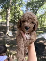 Red male , a male Poodle - Miniature  for sale in Guntersville, AL – 1 of 4