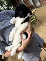 Venti, a male Poodle - Standard  for sale in Guntersville, AL – 5 of 6