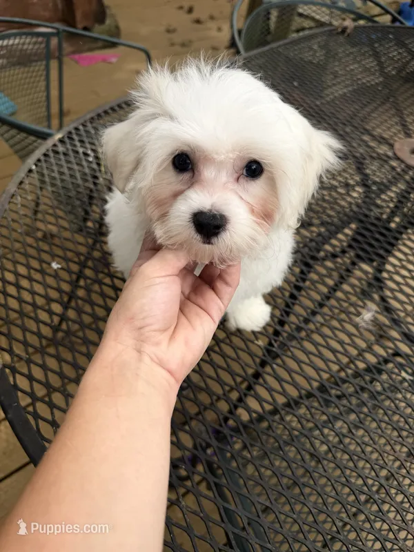 Male maltese – Maltese puppy for sale in Guntersville, AL