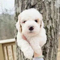 Gem , a male Poodle - Miniature  for sale in Guntersville, AL – 1 of 3