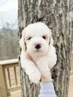 Gem , a male Poodle - Miniature  for sale in Guntersville, AL – Photo 1 of 3