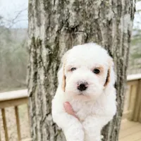 Gem , a male Poodle - Miniature  for sale in Guntersville, AL – 2 of 3