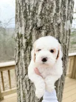 Gem , a male Poodle - Miniature  for sale in Guntersville, AL – Photo 2 of 3