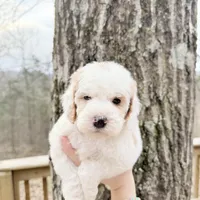 Gem , a male Poodle - Miniature  for sale in Guntersville, AL – 3 of 3