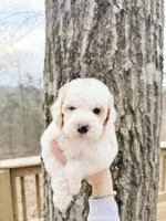 Gem , a male Poodle - Miniature  for sale in Guntersville, AL – Photo 3 of 3