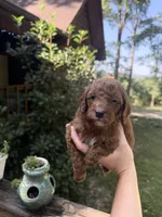 Red male, a male Poodle - Miniature  for sale in Guntersville, AL – 2 of 3