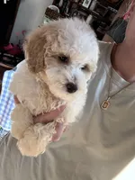 Mini girl, a female Poodle - Miniature  for sale in Guntersville, AL – Photo 2 of 3