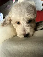 Mini girl, a female Poodle - Miniature  for sale in Guntersville, AL – Photo 1 of 3