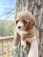 Mini girl , a female Poodle - Miniature  for sale in Guntersville, AL – Photo 3 of 3