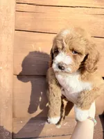 Mini girl , a female Poodle - Miniature  for sale in Guntersville, AL – Photo 2 of 3